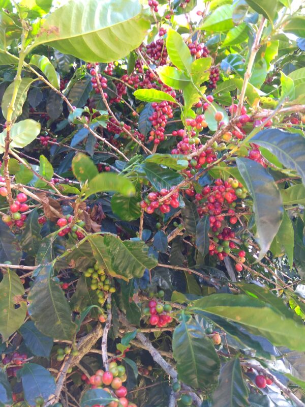 Panama -  Boquete – Bild 4